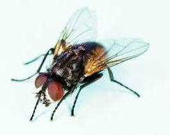 Filth Flies - Pestipedia