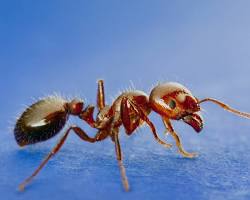 Fire Ants - Pestipedia