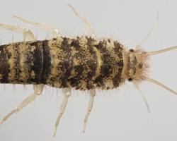 Firebrat - Pestipedia