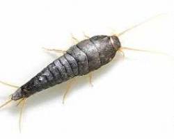Fish Moth - Pestipedia