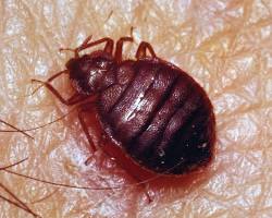 Flat Bugs - Pestipedia