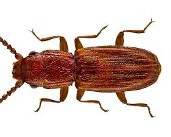 Flat Grain Beetles - Pestipedia