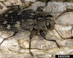Flatheaded Apple Tree Borer - Pestipedia
