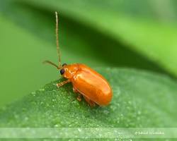Flea Beetles - Pestipedia