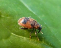 Flea Weevils - Pestipedia