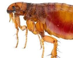 Fleas - Pestipedia