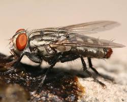 Flesh Flies - Pestipedia