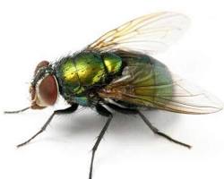Flies - Pestipedia