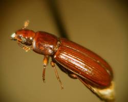 Flour Beetles - Pestipedia