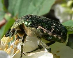 Flower Beetles - Pestipedia