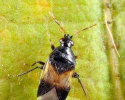 Flower Bugs Minute Pirate Bugs - Pestipedia