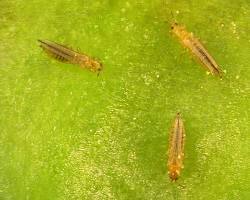 Flower Thrips - Pestipedia