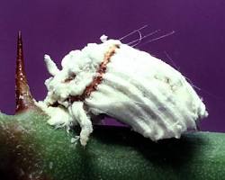 Fluted Scale Insects - Pestipedia