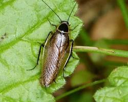 Forest Cockroaches - Pestipedia