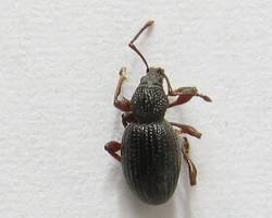 Forest Root Weevils - Pestipedia