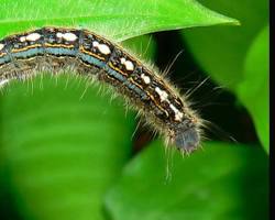 Tent Caterpillars - Pestipedia