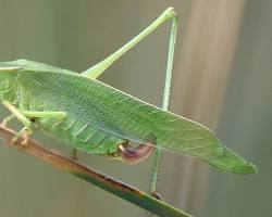 Forktailed Katydids - Pestipedia
