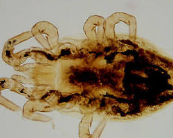 Fowl Mites - Pestipedia
