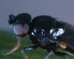 Frit Flies - Pestipedia
