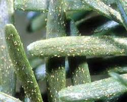 Frost Mites - Pestipedia