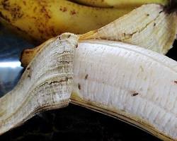Fruit Flies - Pestipedia