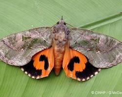 Fruit Piercing Moths - Pestipedia