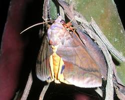 Fruit Sucking Moths - Pestipedia