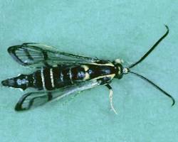 Fruit Tree Borers - Pestipedia