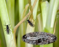 Fungus Gnats - Pestipedia