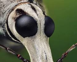 Fungus Weevils - Pestipedia