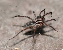 Funnel Weaver Spiders - Pestipedia