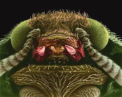 Fur Beetles - Pestipedia