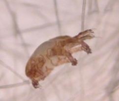 Fur Mites - Pestipedia
