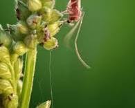 Gall Gnats - Pestipedia