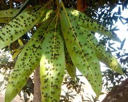 Gall Midges - Pestipedia