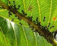 Garden Aphids - Pestipedia