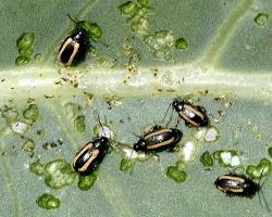 Garden Flea Beetles - Pestipedia