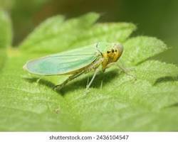 Garden Leafhoppers - Pestipedia