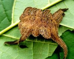 Garden Slug Caterpillars - Pestipedia