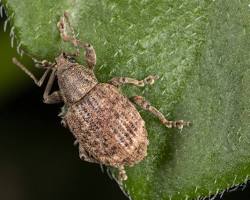 Garden Weevils - Pestipedia