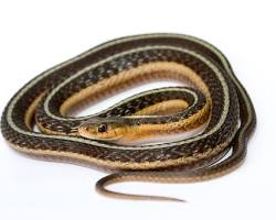 Garter Snakes - Pestipedia