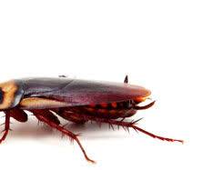 German Cockroaches - Pestipedia