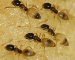 Ghost Ants - Pestipedia