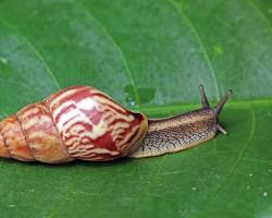 Giant African Land Snails - Pestipedia
