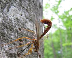 Giant Ichneumon Wasps - Pestipedia
