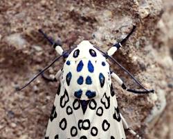 Giant Leopard Moths - Pestipedia
