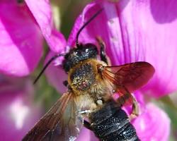 Giant Resin Bees - Pestipedia