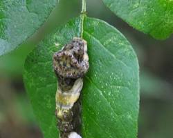 Giant Swallowtail Caterpillars - Pestipedia