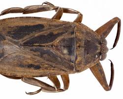Giant Water Bugs - Pestipedia