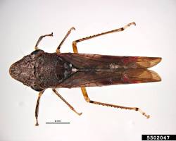 Glassy-winged Sharpshooters - Pestipedia